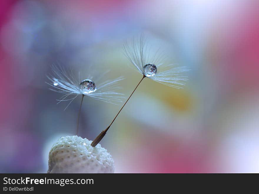 Abstract macro photo with water drops. Dandelion seed.Artistic Background for desktop. Abstract macro photo with water drops. Dandelion seed.Artistic Background for desktop.