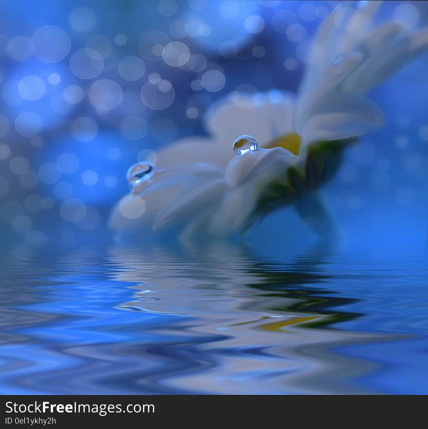 Abstract macro photo with water drops. Artistic Blue Background for desktop. Beautiful flowers reflected in the water, spa concept. Abstract macro photo with water drops. Artistic Blue Background for desktop. Beautiful flowers reflected in the water, spa concept.