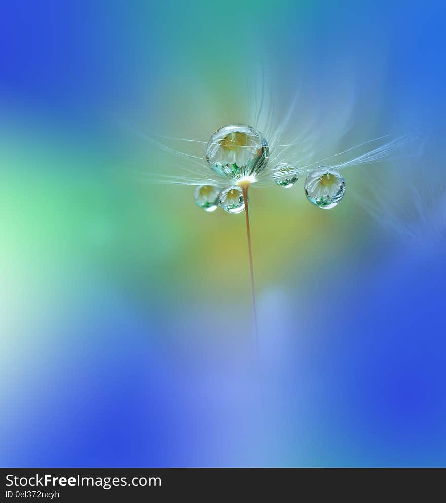 Dewy Dandelion Flower Close Up.Blue Colorful Nature Background.Beautiful Wallpaper.Creative Art Photography.Motion Blur.Clean,pure