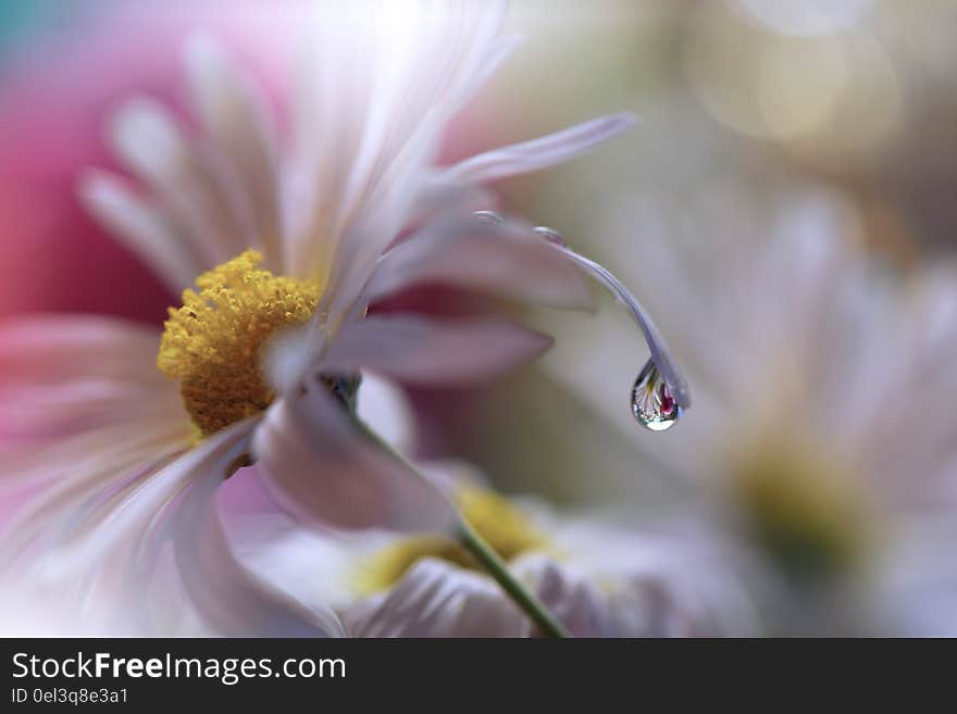 Abstract macro photo with water drops. Artistic Background for desktop.Daisy Flower.Beautiful Nature. Abstract macro photo with water drops. Artistic Background for desktop.Daisy Flower.Beautiful Nature.