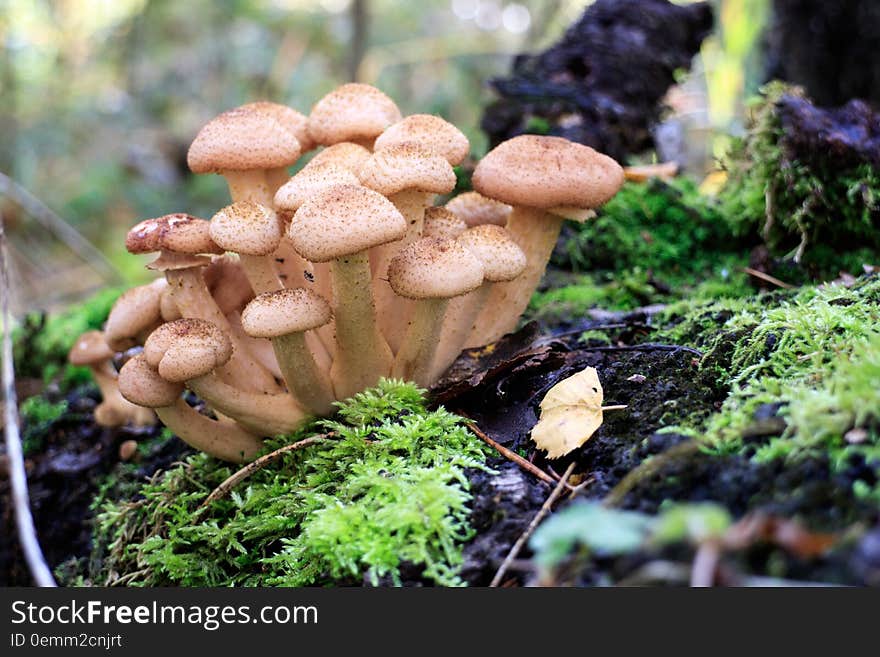 Autumn time in the forest and mushrooms