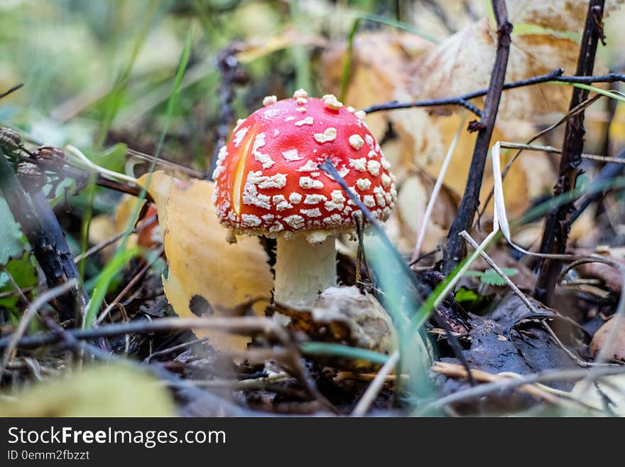 Autumn time in the forest and mushrooms