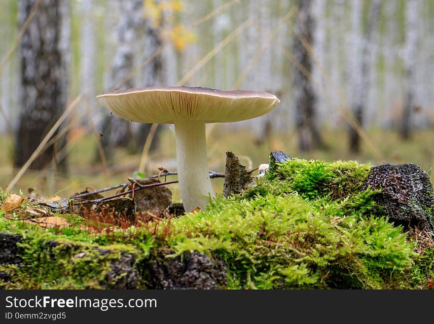 One mushroom on wood tree stump in autumn. One mushroom on wood tree stump in autumn