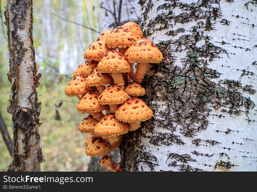 This is not an edible fungus growing on tree. This is not an edible fungus growing on tree