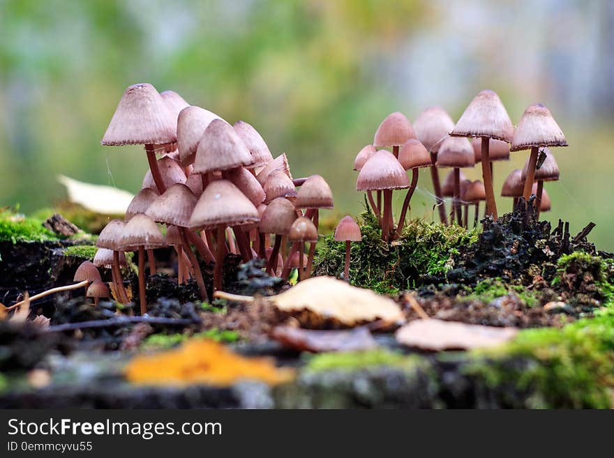 Many poisonous mushrooms on the same tree stump