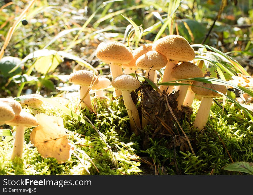 Bright sun and lots of mushrooms. Bright sun and lots of mushrooms