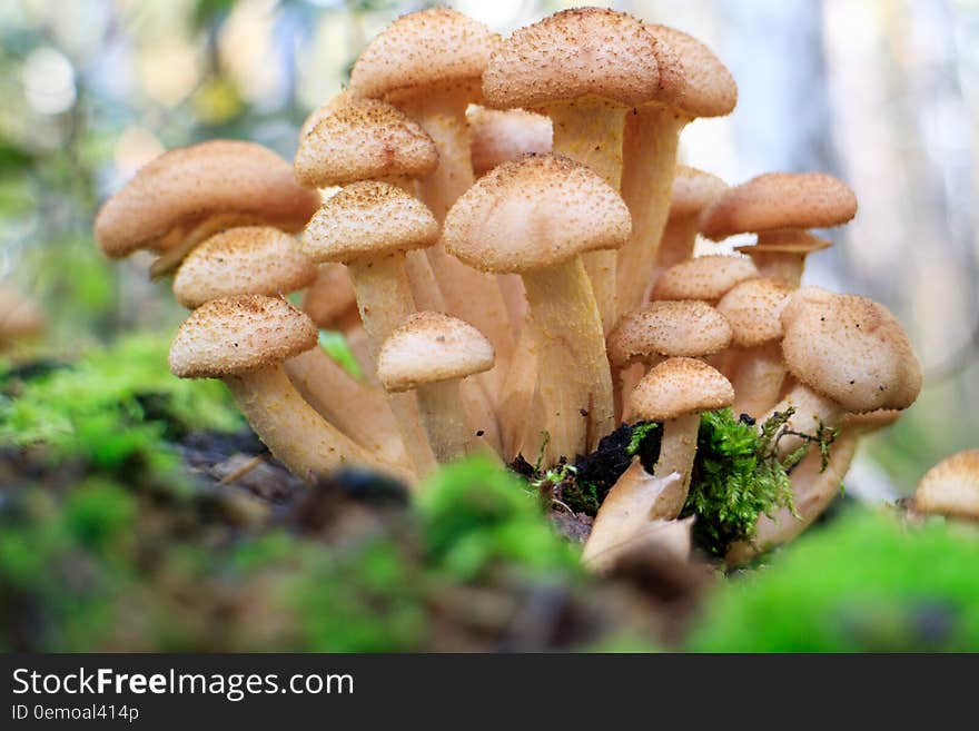 A group of mushrooms growing on a stump. A group of mushrooms growing on a stump