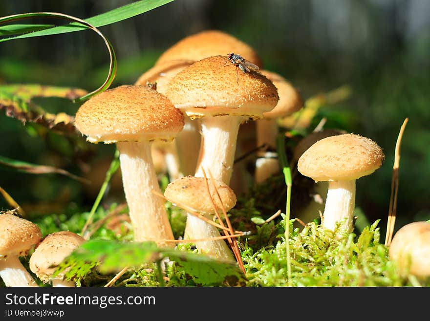 A fly sits on edible mushrooms. A fly sits on edible mushrooms