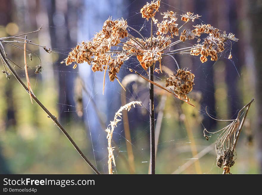 Dry plant entangled in a web of. Dry plant entangled in a web of