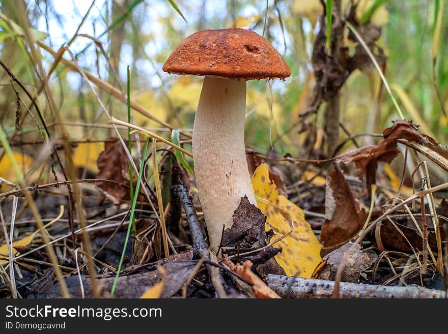 Beautiful and tasty mushroom growing in the forest. Beautiful and tasty mushroom growing in the forest