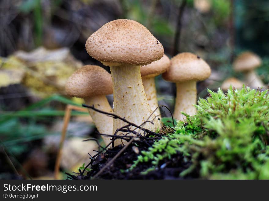 A Group Of Mushrooms