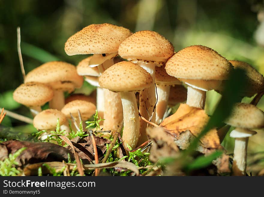 Mushrooms in the sun in the forest