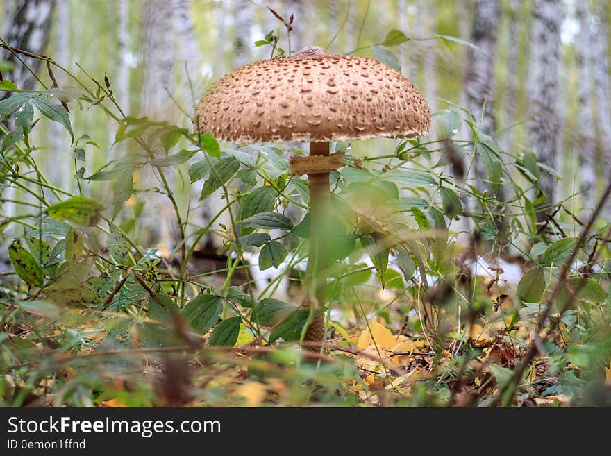 Gray poisonous mushroom in the grass. Gray poisonous mushroom in the grass