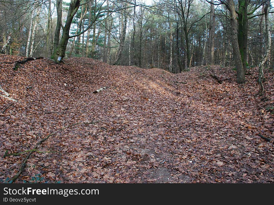 Leaf covered path through trees in countryside on sunny day.