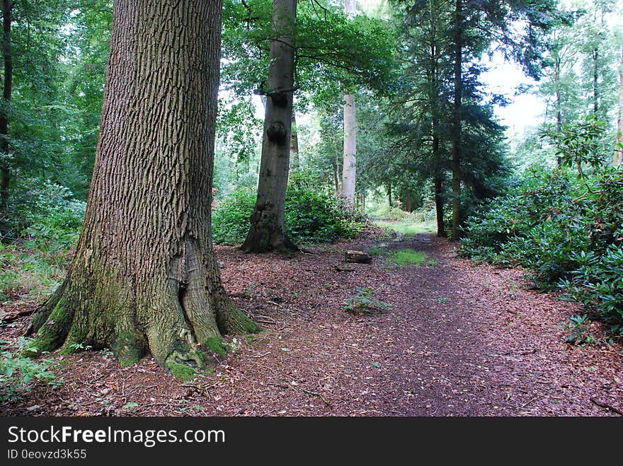 Path leading through trees in forest on sunny day. Path leading through trees in forest on sunny day.