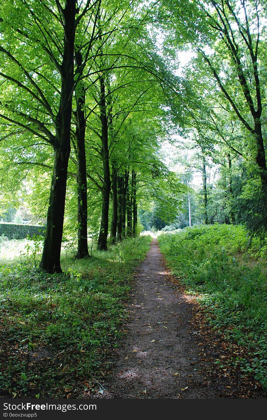 Sunlit path through trees in green forest. Sunlit path through trees in green forest.