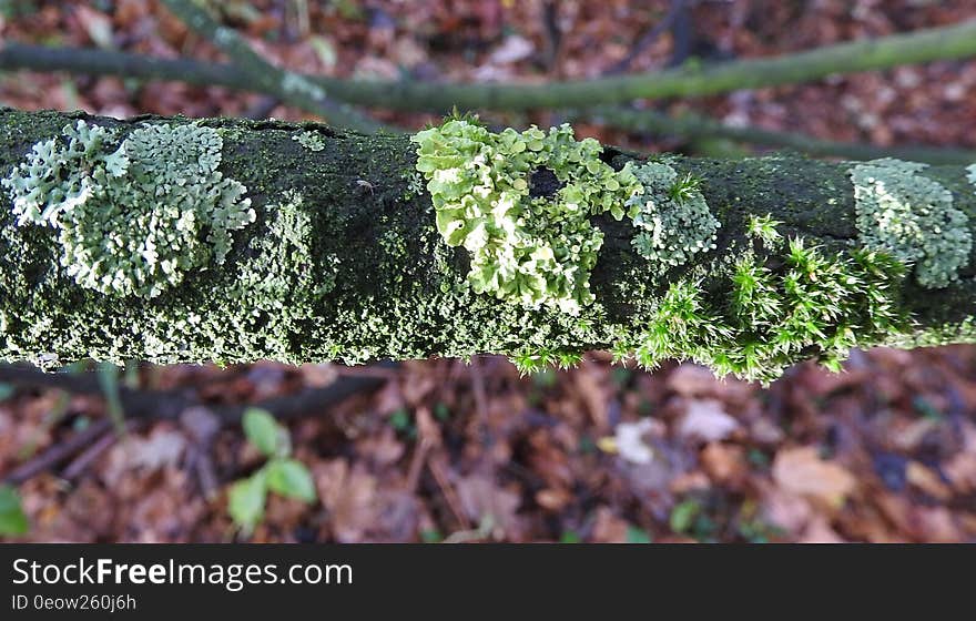 Close up of lichen or fungi on branch against leafy backdrop on sunny day.