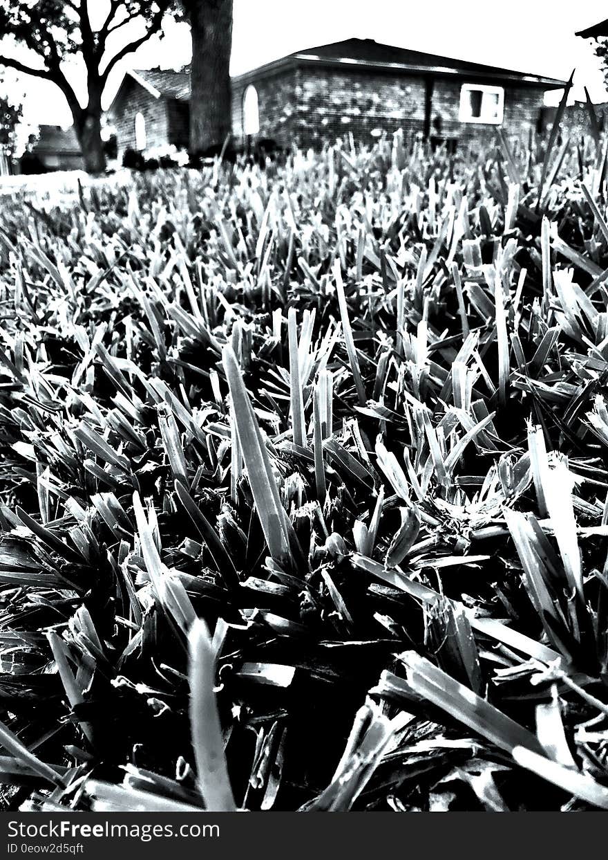 Black And White, Plant, Monochrome Photography, Tree