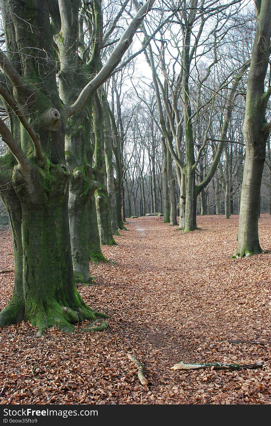 Leaf covered path through bare trees in sunny forest. Leaf covered path through bare trees in sunny forest.