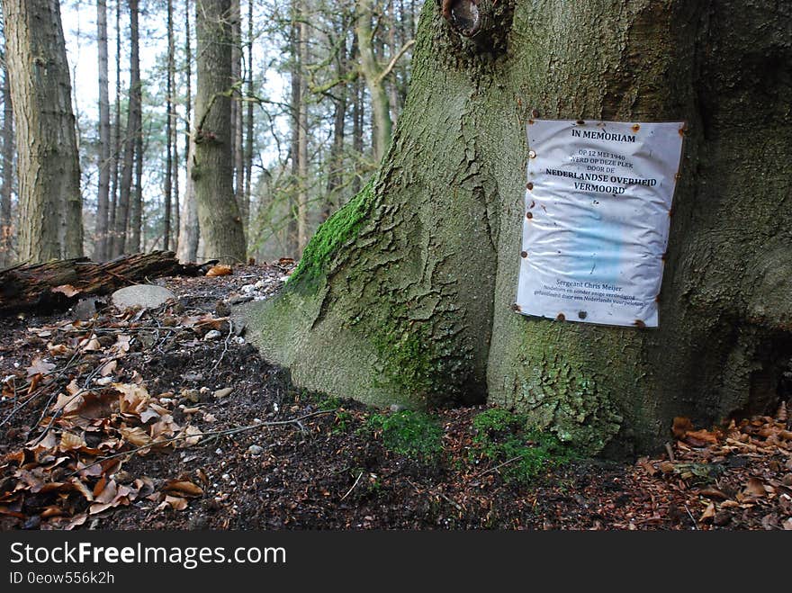 Memorial flyer tacked to trunk on tree in sunny forest. Memorial flyer tacked to trunk on tree in sunny forest.