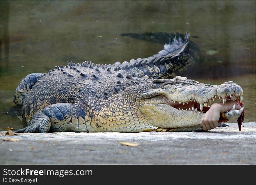 TAIWAN OUT &#x28;FILES&#x29; Photo taken 11 April 2007 shows a torn human arm of Veterinarian Chang Po-yu remains in the jaws of a crocodile at a local zoo in Kaohsiung, southern Taiwan. Chang Po-yu lost his arm in the incident but surgeons have reattached his forearm recently and is undergoing physical theraphy. AFP PHOTO. TAIWAN OUT &#x28;FILES&#x29; Photo taken 11 April 2007 shows a torn human arm of Veterinarian Chang Po-yu remains in the jaws of a crocodile at a local zoo in Kaohsiung, southern Taiwan. Chang Po-yu lost his arm in the incident but surgeons have reattached his forearm recently and is undergoing physical theraphy. AFP PHOTO