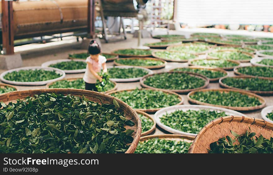 Young girl child sorting greens into wicker baskets on floor. Young girl child sorting greens into wicker baskets on floor.