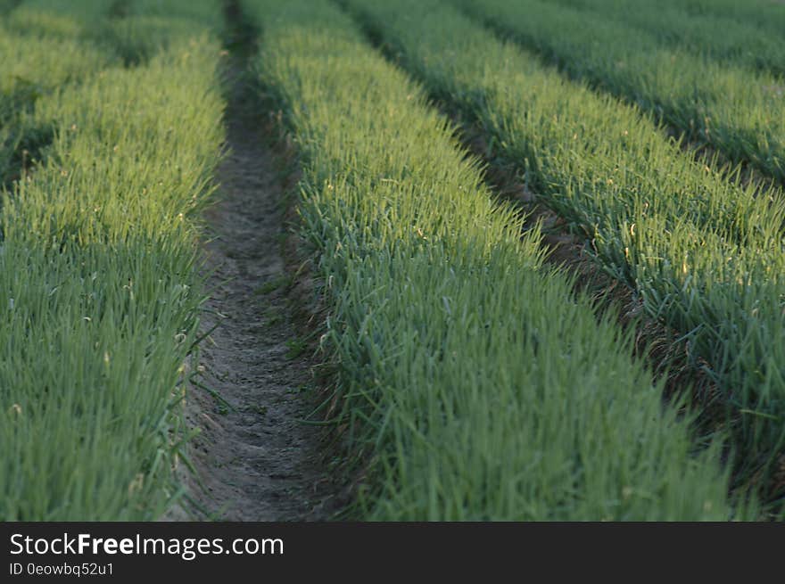 A field with new green grass or cereal sprouts in rows. A field with new green grass or cereal sprouts in rows.