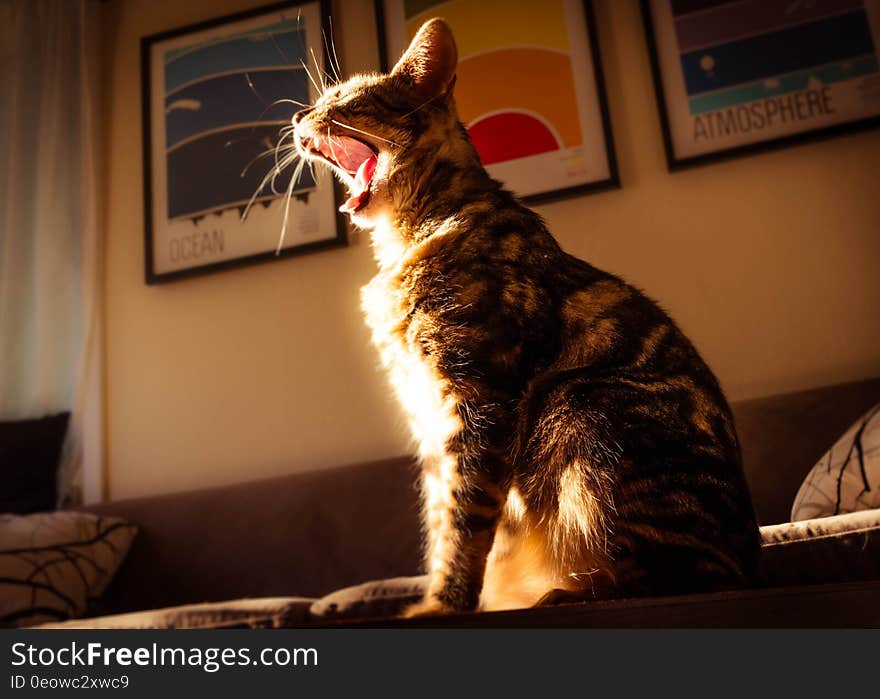 A cat sitting in the sunlight yawning. A cat sitting in the sunlight yawning.