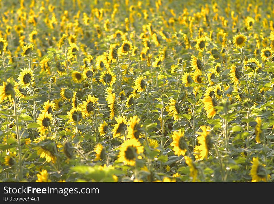 A field of sunflowers in the sunlight.