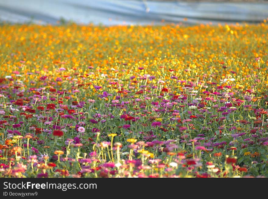 A field of flowers in the sunlight.