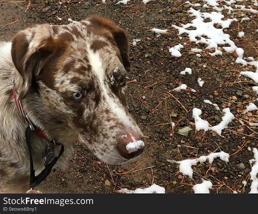 Look at Mr Snow Moustache