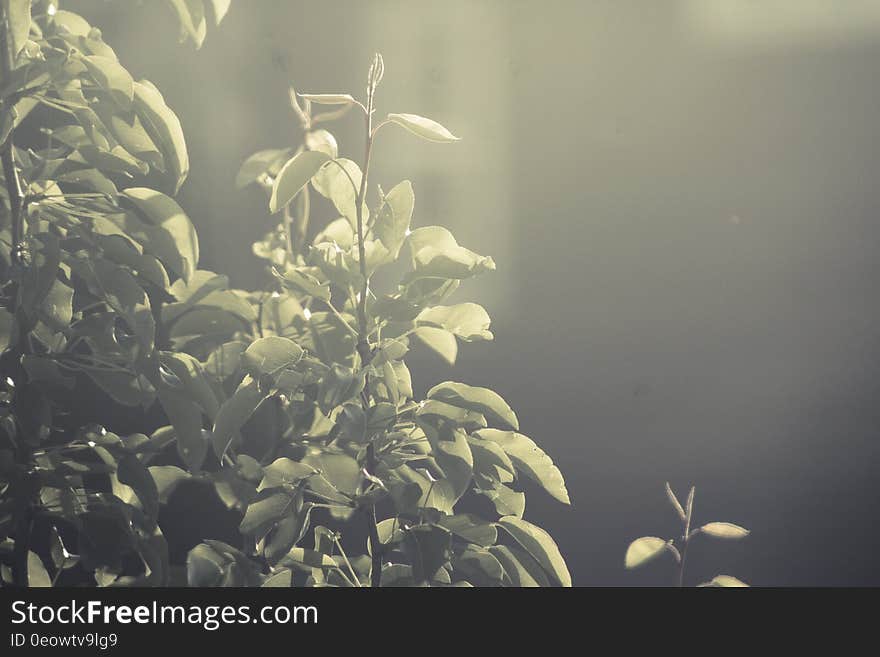 June Leaves