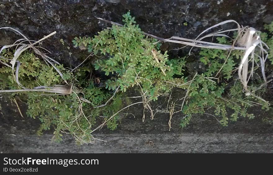 Green overgrown weeds blocking a roof gutter. Green overgrown weeds blocking a roof gutter.