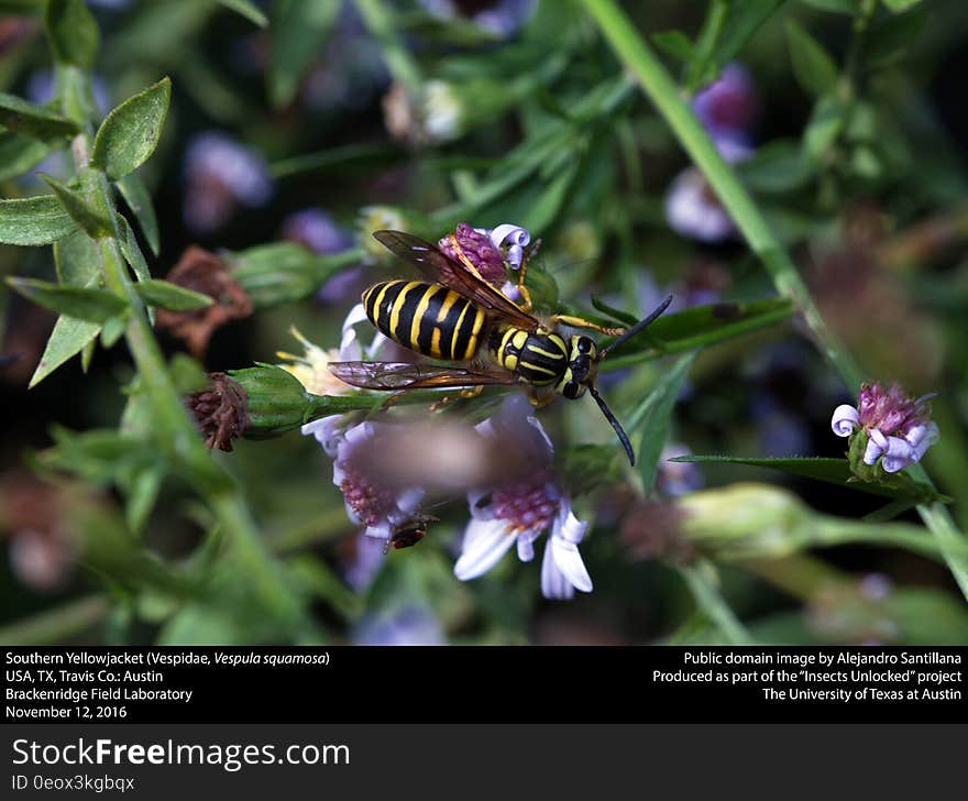 Insect, Flora, Bee, Membrane Winged Insect