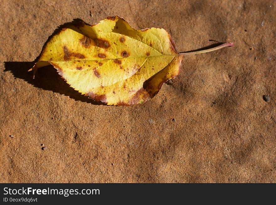 Wood, Plant, Road surface, Twig, Tints and shades, Soil