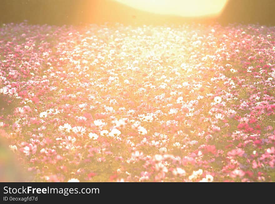 Sun set over field of pink and white wildflowers. Sun set over field of pink and white wildflowers.