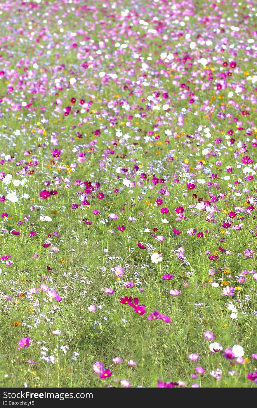 Purple and white wildflowers in green sunny field. Purple and white wildflowers in green sunny field.