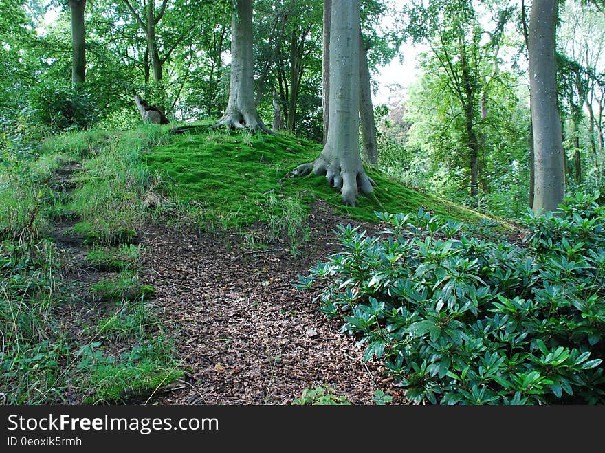 Empty path through green forest lined with vegetation on sunny day. Empty path through green forest lined with vegetation on sunny day.