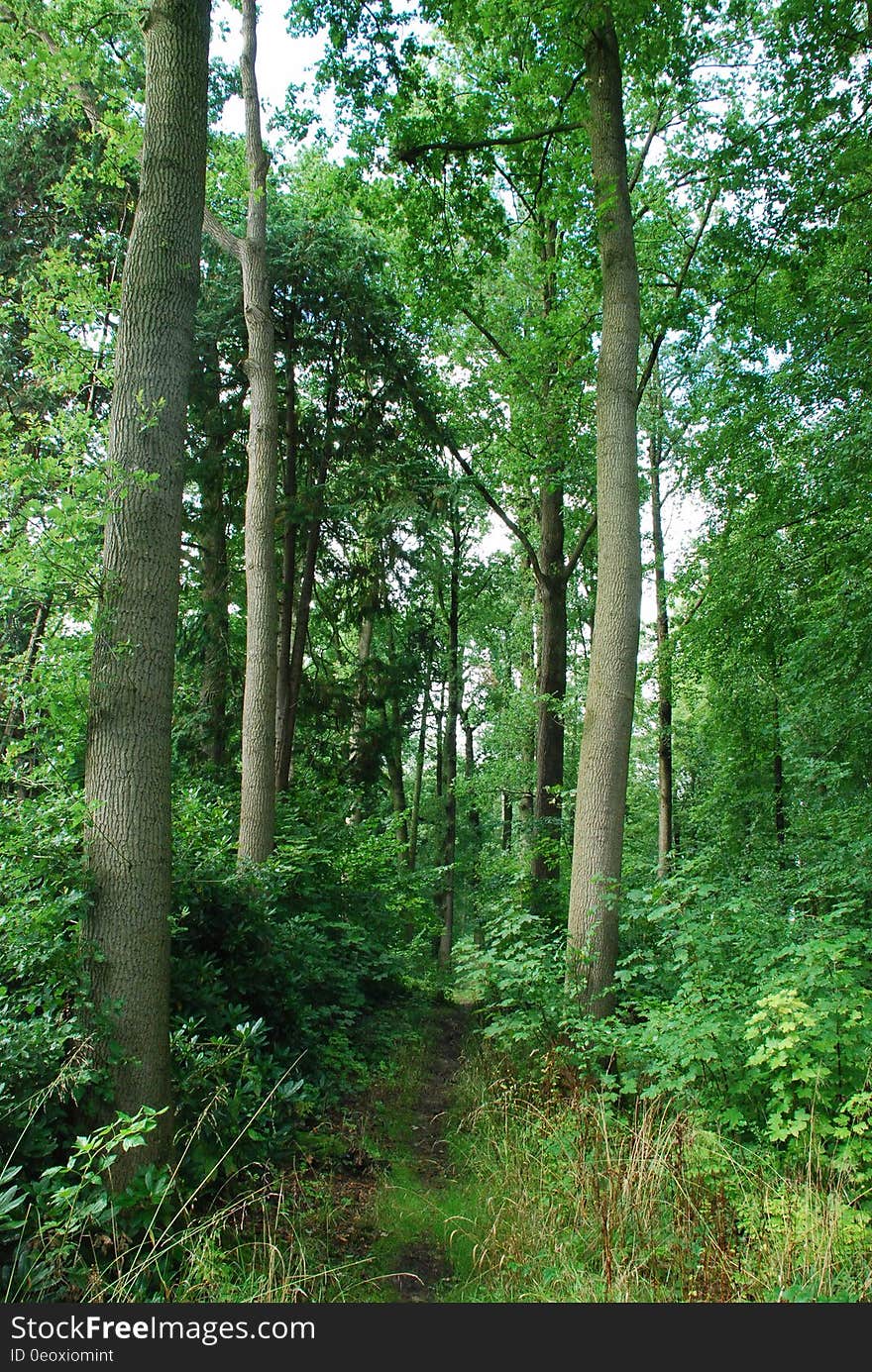 Green trees with ground vegetation along overgrown path through woods. Green trees with ground vegetation along overgrown path through woods.