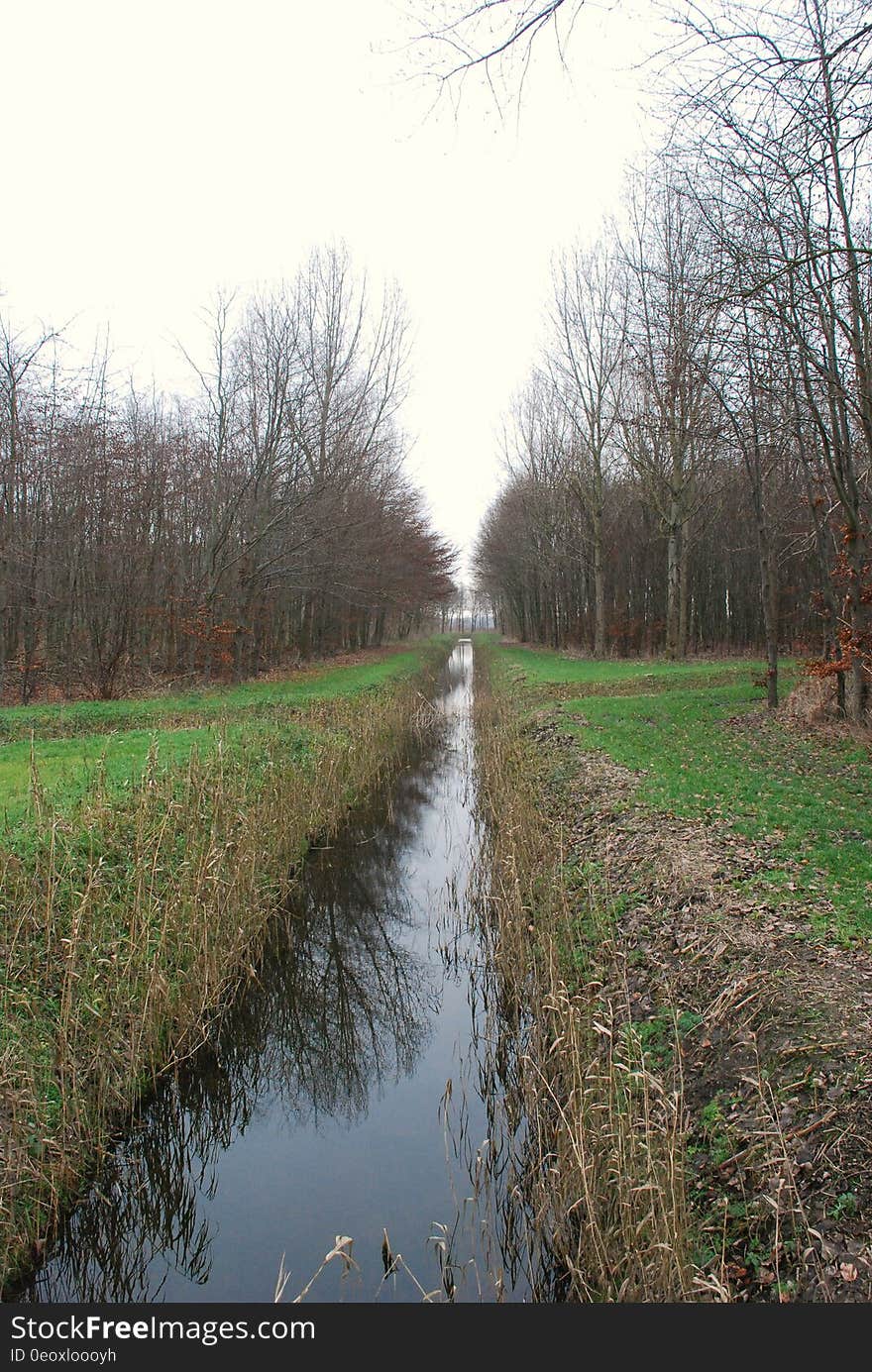 Stream in country meadow through thicket of trees on overcast day. Stream in country meadow through thicket of trees on overcast day.