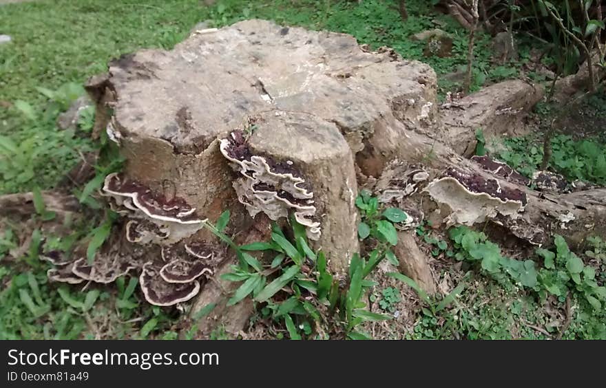 Close up of tree stump growing fungus in green vegetation.