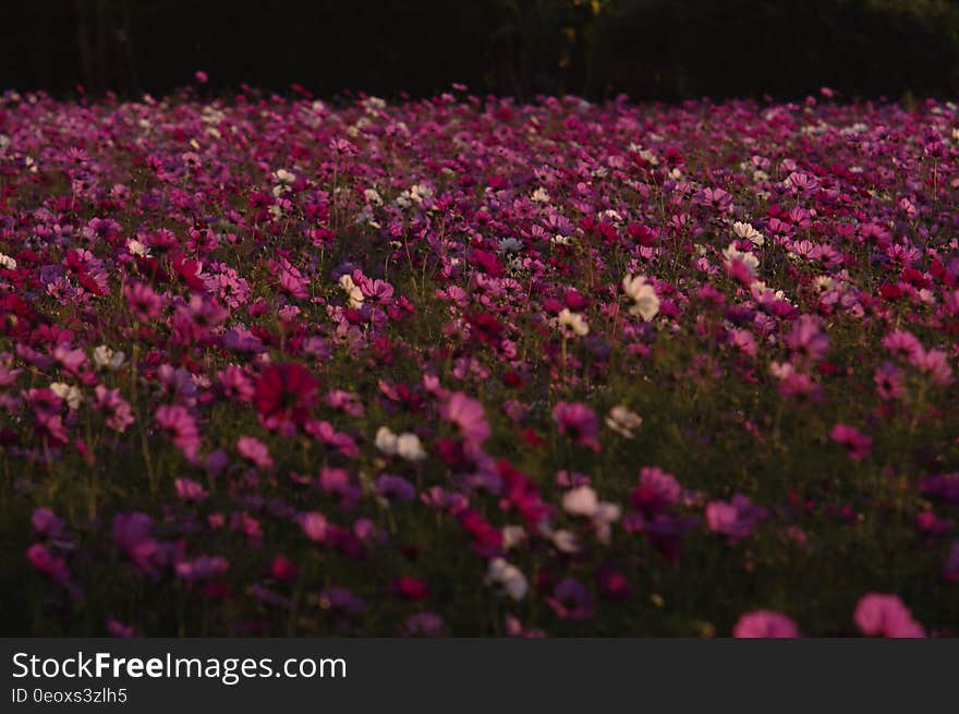 Field of blooming purple wildflowers.