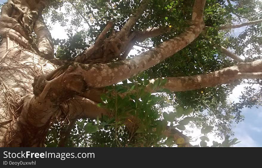 Canopy of green leaves on tree branches against blue skies on sunny day. Canopy of green leaves on tree branches against blue skies on sunny day.