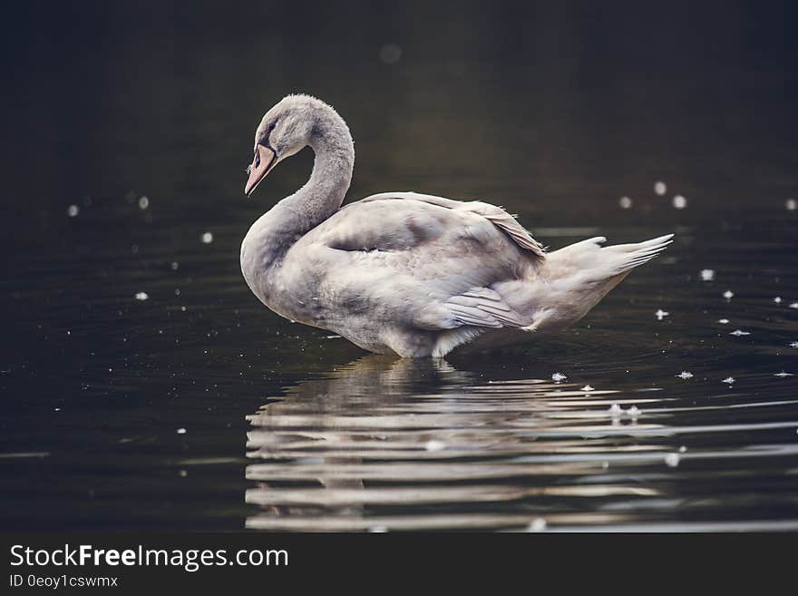 Adult swan swimming and reflecting in ripples on water surface. Adult swan swimming and reflecting in ripples on water surface.