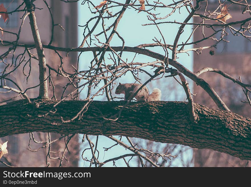 Squirrel sitting on tree branch against blue skies. Squirrel sitting on tree branch against blue skies.