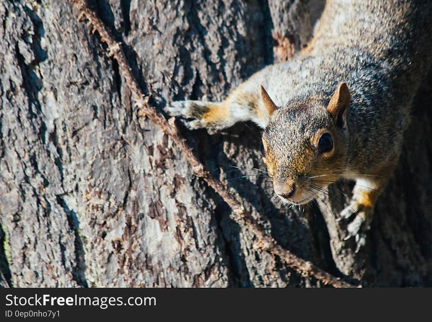 Close up of brown squirrel clinging to tree trunk. Close up of brown squirrel clinging to tree trunk.