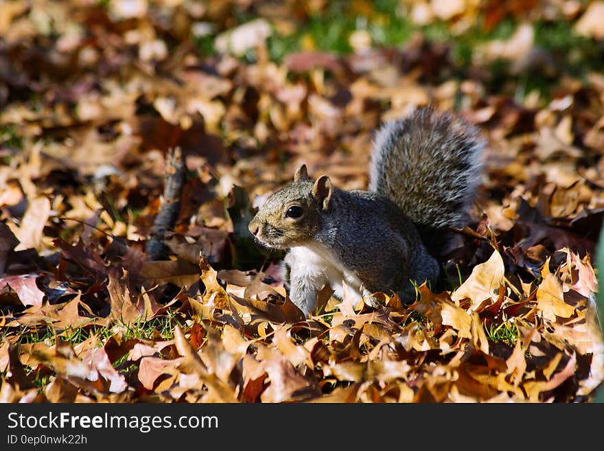 Grey squirrel stood on fallen autumn leaves. Grey squirrel stood on fallen autumn leaves.