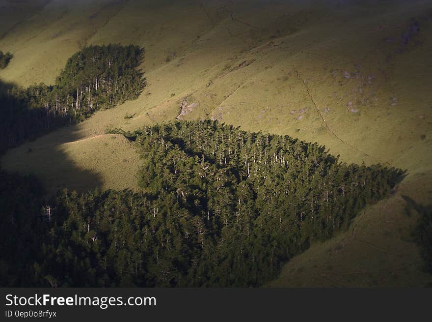 The edge of a large forest of fir trees with grassy sunlit uplands beyond it. The edge of a large forest of fir trees with grassy sunlit uplands beyond it.