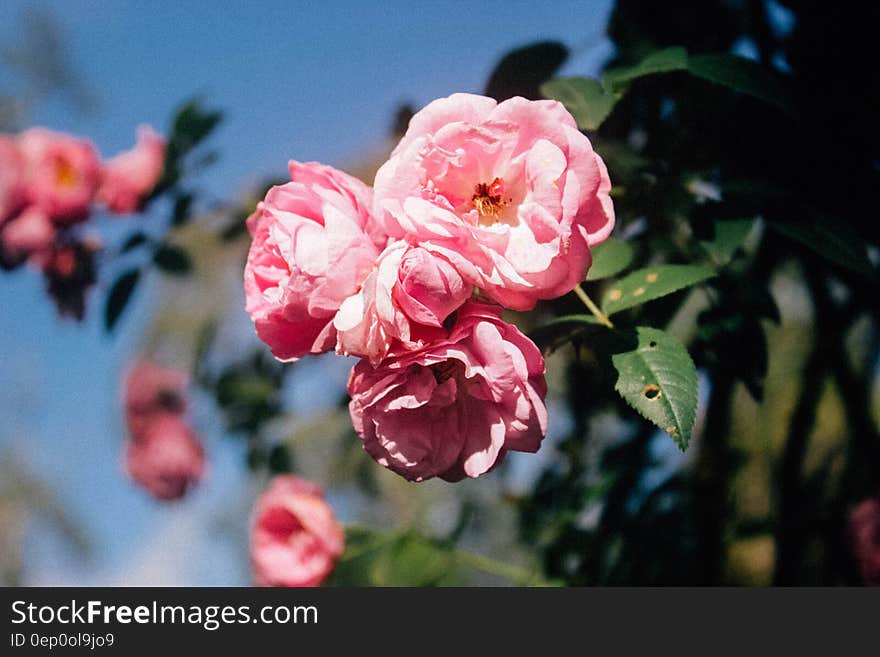 Pink roses flowers in bloom with green leaves and blue sky background. Pink roses flowers in bloom with green leaves and blue sky background.