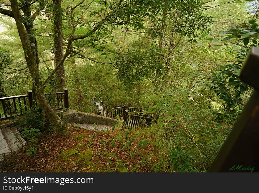 Stairs with railing down hillside in forest. Stairs with railing down hillside in forest.